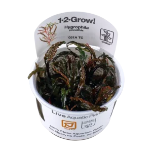 Hygrophila pinnatifida - Fiederspaltiger Wasserfreund