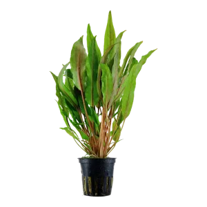 Cryptocoryne undulata 'Broad Leaf'