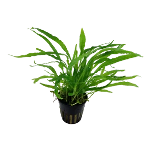 Microsorum pteropus 'Narrow'